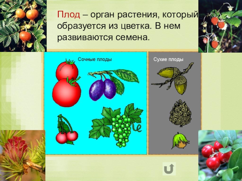 Что называют плодом. Плоды разных растений. Растительный плод. Плоды и семена растений. Плод с семенами растения.