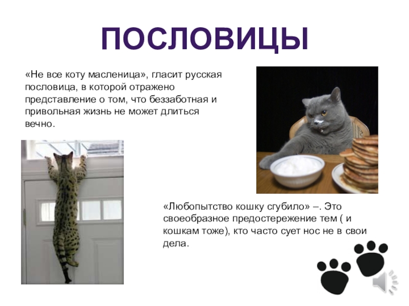 Не все коту масленица. Пословицы про котов. Все коту Масленица пословица. Пословица не все коту Масленица. Коту Масленица поговорка.