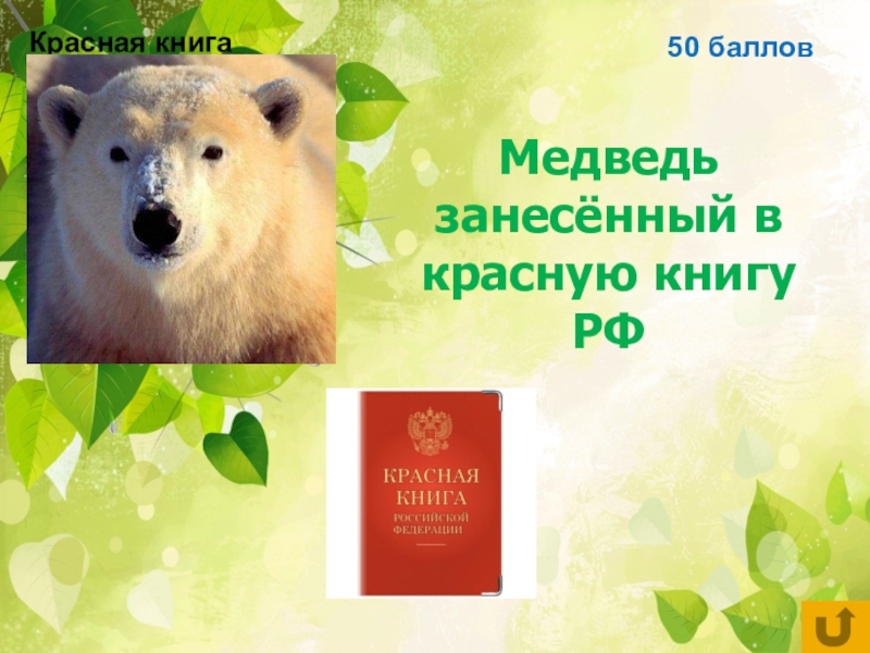 Почему медведи занесены в красную книгу. Медведь занесенный в красную книгу России. Ballu медведь. Мишка Баллу. Занесен в красную книгу футболка.