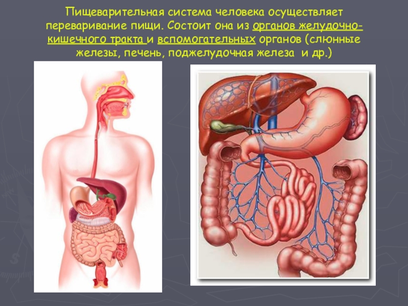 Пищ система. Пищеварительная система человека. Пищеварительная система чело. Пищеварительная система челоевк. Пищ система человека.