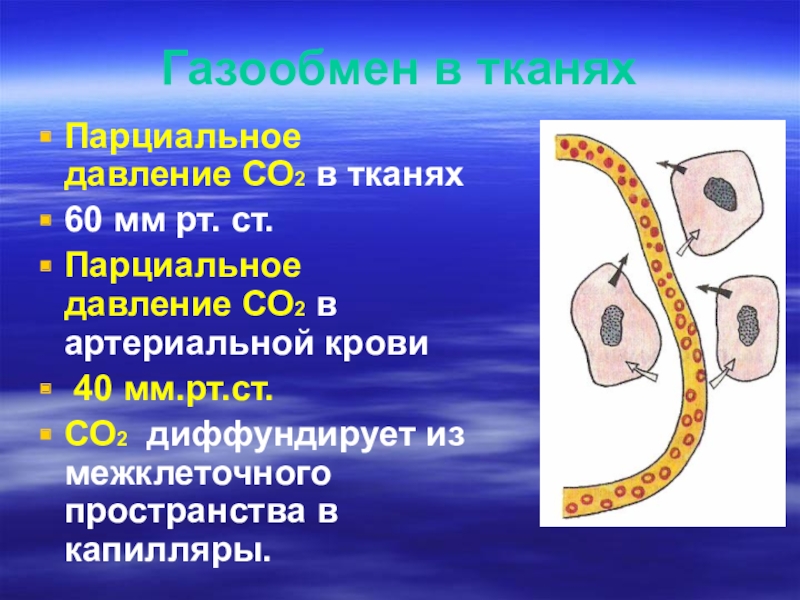 Какой физический процесс обеспечивает газообмен в тканях