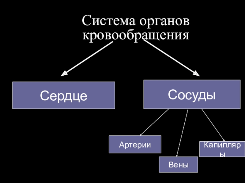 Органы кровообращения строение и работа сердца 8 класс презентация биология