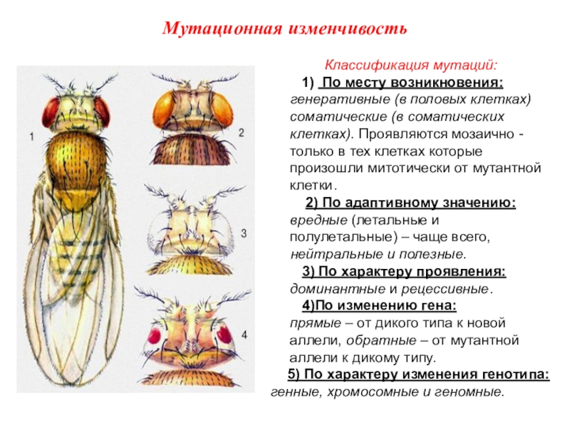 Мутационная изменчивость это. Мутационная изменчивость. Мутационная изменчивость примеры. Мутационнояизменчивость примеры. Классификация мутаций соматические и генеративные.