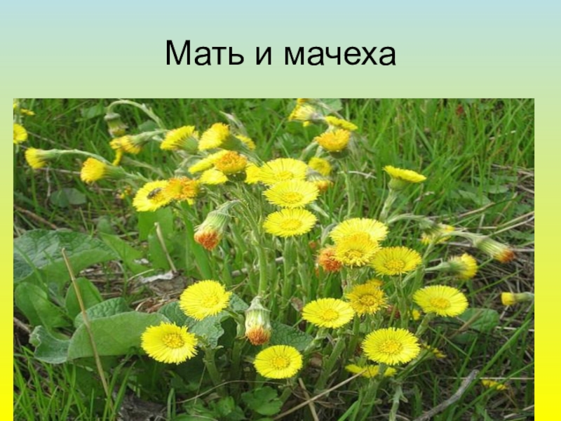 Мать и мачеха окружающий мир