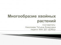 Презентация по экологии на тему Многообразие хвойных растений