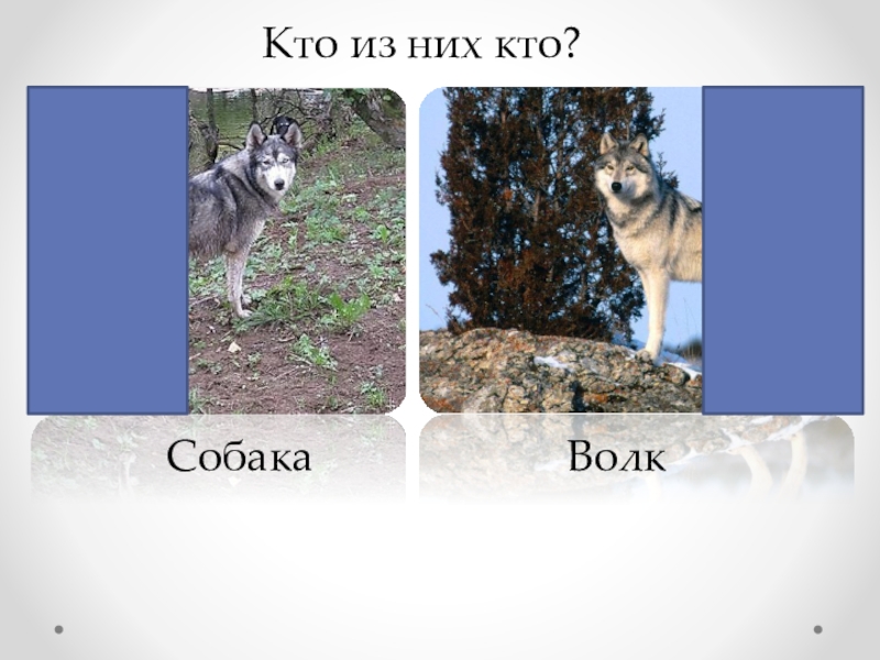 Как отличить волка. Как отличить волка от собаки. Различия между собакой и волком. Волк и собака отличия. Различия волка от собаки.