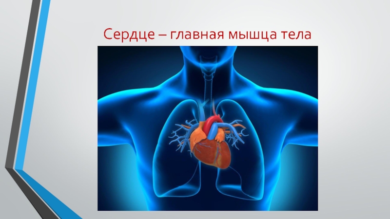 Сердце – главная мышца тела