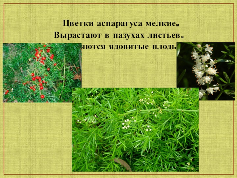 Цветущая влаголюбивое растение. Влаголюбивые комнатные растения. Влаголюбивые растения примеры. Многолетнее растение с цветами в пазухах листьев.