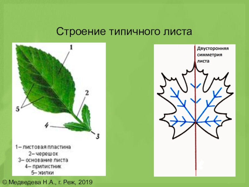 Биология 6 класс функция листьев. Структура листа. Строение типичного листа. Строение листа растения. Морфологическое строение листьев.