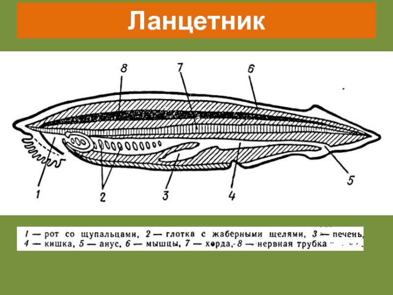 Схема строения ланцетника