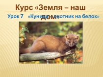 Презентация по биологии КУНИЦА