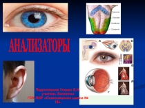 Презентация по биологии на тему Анализаторы.