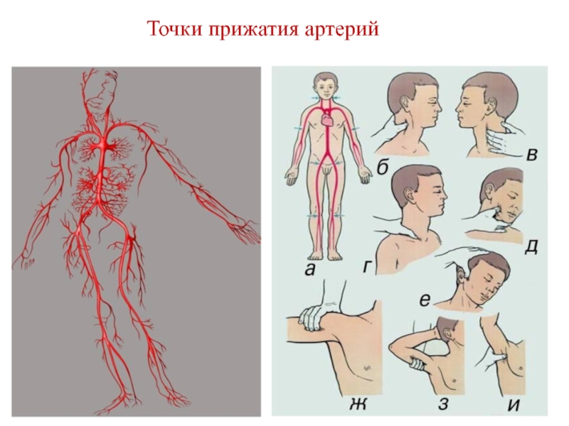 Точка приема. Точки пальцевого прижатия артерий для остановки кровотечения. Пальцевое прижатие артерий точки. Места пальцевого прижатия артерий. Места пальцев ОГО пржагютия артерий.