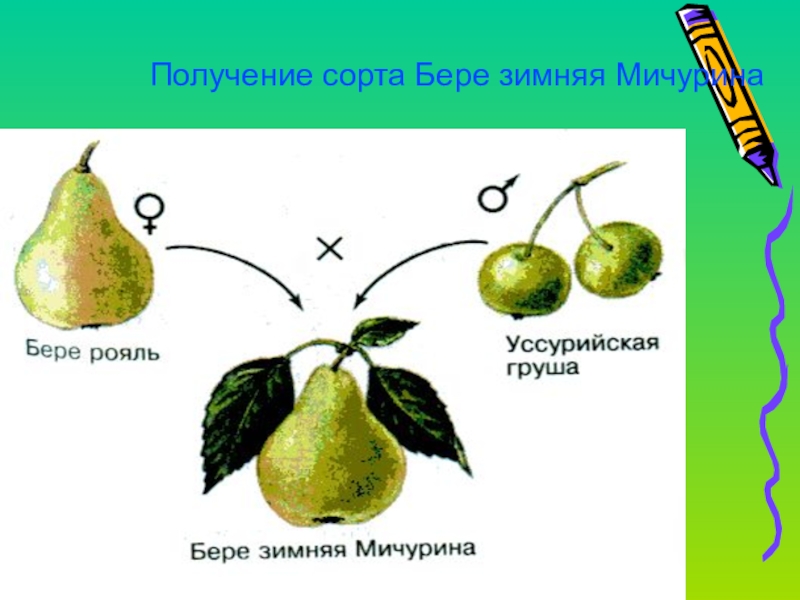 Презентация на тему отдаленная гибридизация