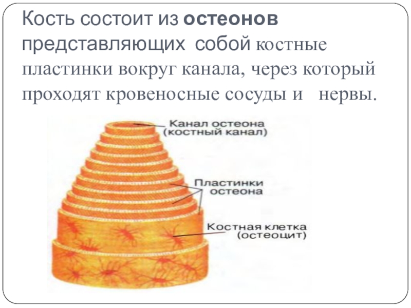 Из скольки состоит. Костная пластинка слстоиз из. Кость состоит из остеона. Костные пластинки состоят из. Костная пластинка остеона состоит из.