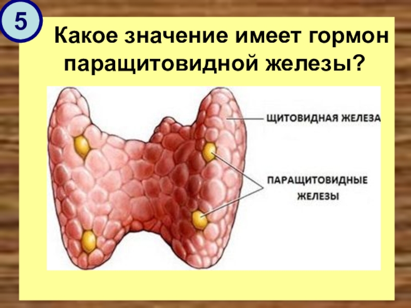Щитовидная железа биология 8. Щитовидная железа и паращитовидная железа. Паращитовидная железа биология 8 класс. Строение щитовидной и паращитовидной железы. Гормоны паращитовидной железы.