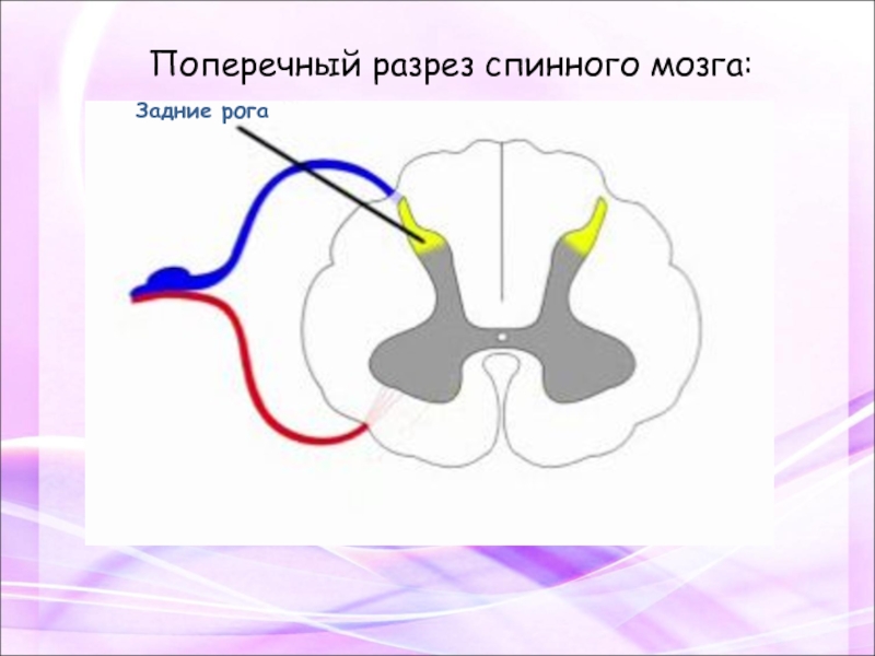 Поперечный срез спинного мозга рисунок с обозначениями