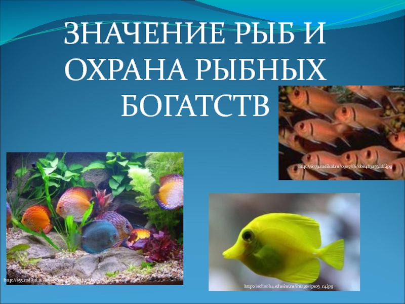 Презентация Значение рыб
