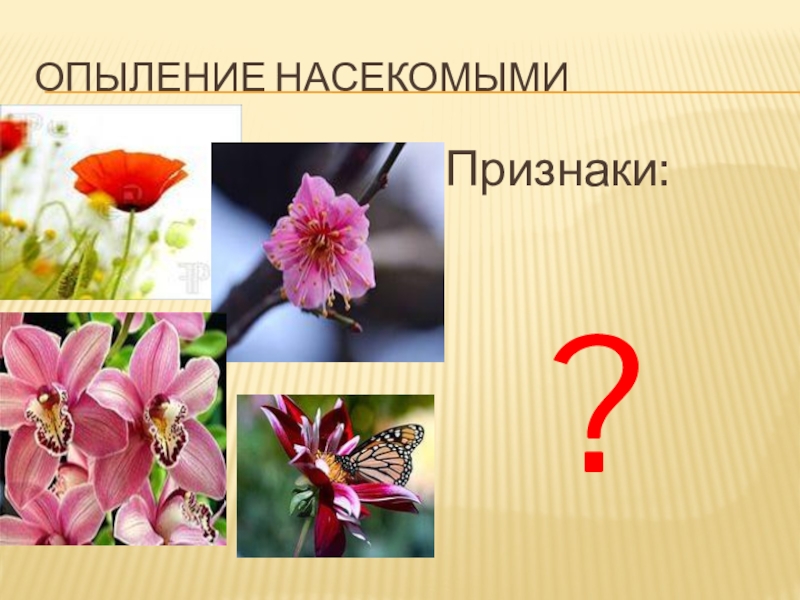 Опыление насекомымиПризнаки:?