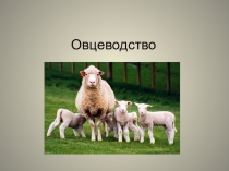 Презентация по биологии по теме многообразие млекопитающих Овцеводство