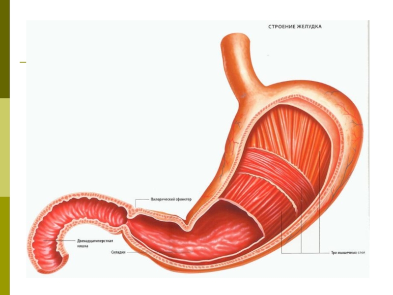 Пищевод желудок двенадцатиперстная кишка картинки