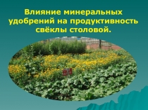 Влияние минеральных удобрений на продуктивность свёклы столовой