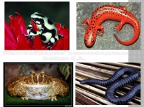 Презентация по биологии в 7 классе на тему  Многообразие земноводных