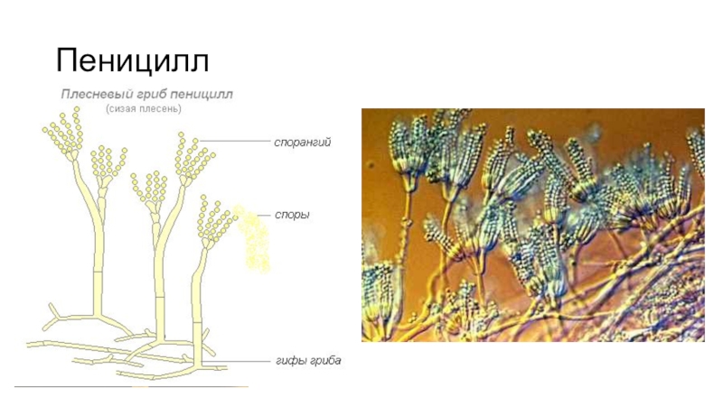 Рисунок пеницилла с подписями