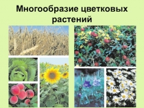 Презентация по биологии: Многообразие цветковых растений