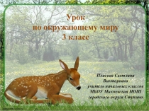 Презентация к уроку окружающего мира Разнообразие животных