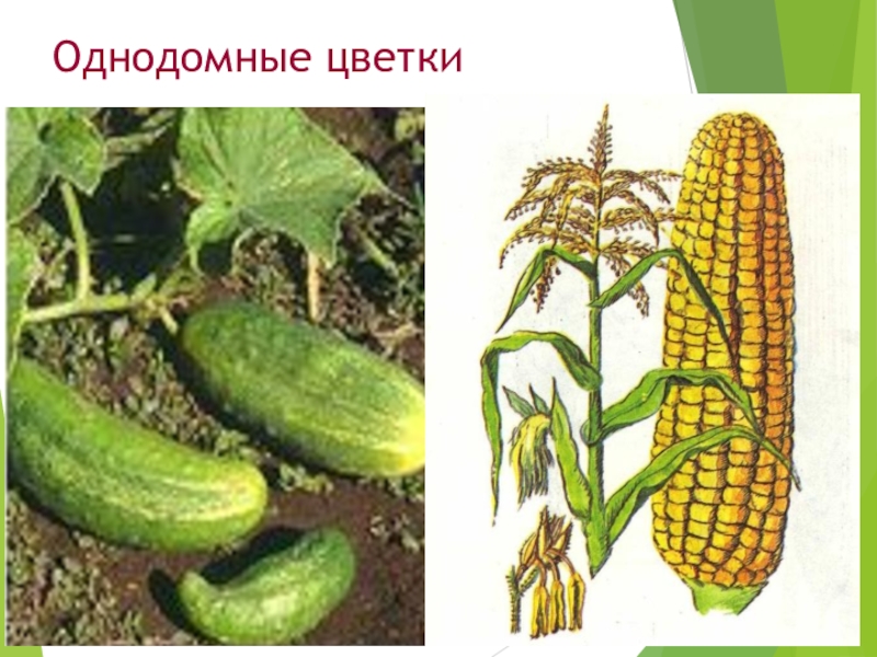 Финиковая пальма однодомное или двудомное растение