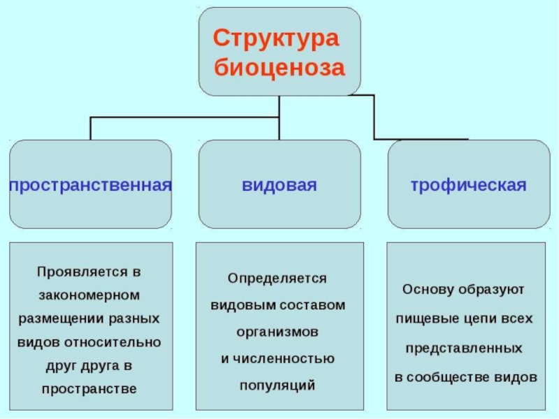 Презентация биоценоз и биогеоценоз 11 класс биология