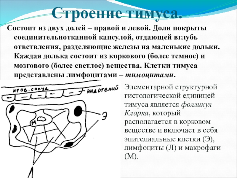 15 строение. Строение дольки тимуса. Соединительнотканная капсула тимуса. Паренхима тимуса. Микроскопическое строение тимуса.