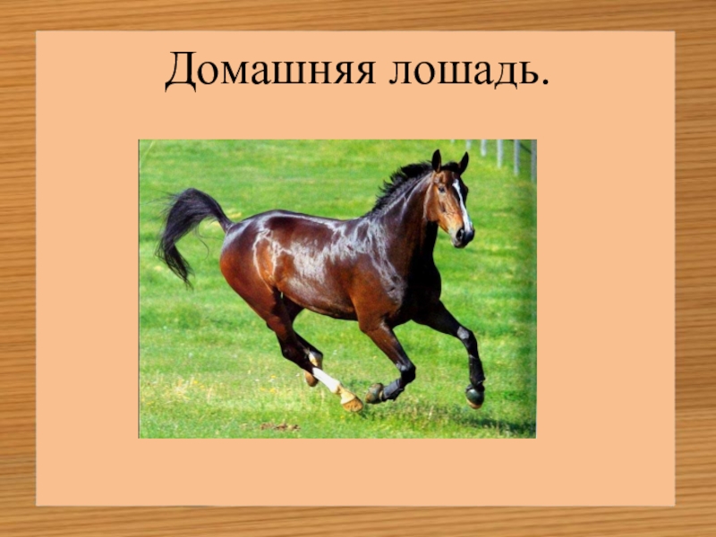 Лошадь доклад 3 класс. Проект про лошадей. Лошадь для презентации. Проект домашнее животное лошадь. Проект на тему лошади.