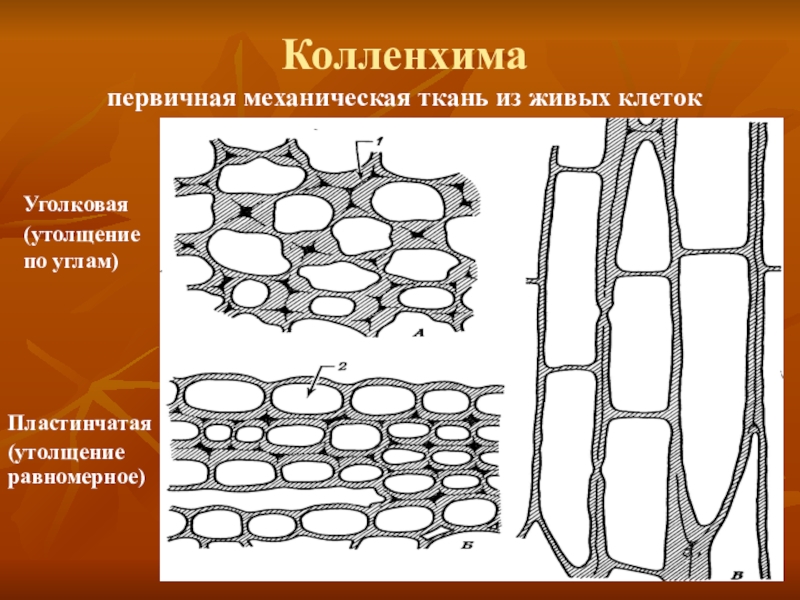 Фото механической ткани