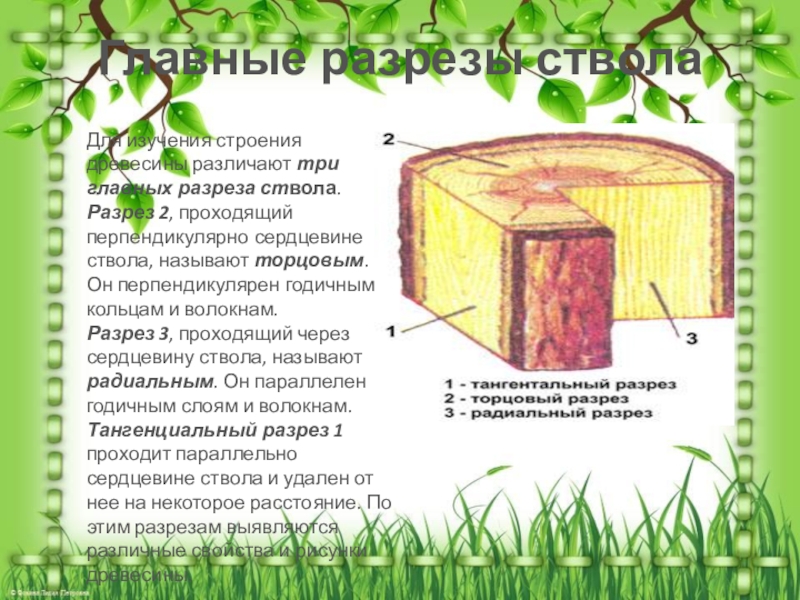 Породы древесины 5 класс технология