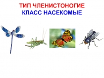 Конспект урока по биологии на тему: Насекомые(7 класс)