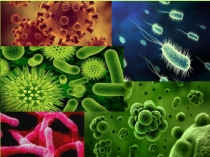 строение прокариотической клетки