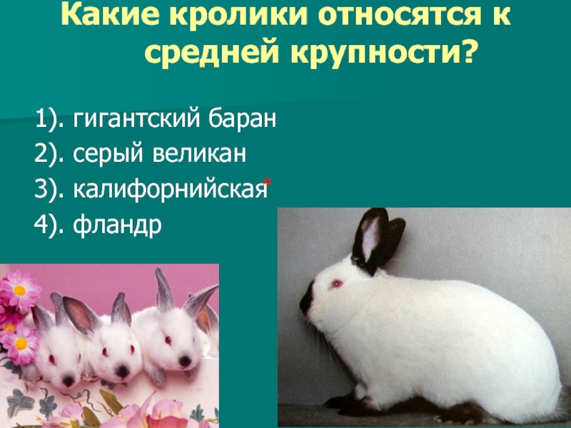 Какие кролики относятся к средней крупности? 1). гигантский баран2). серый великан3). калифорнийская 4). фландр*