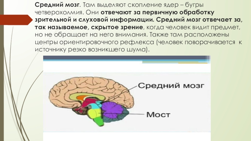 Головного мозга завершается переработка зрительной информации. Обработка информации мозгом. Обработка зрительной информации в мозге. Первичная обработка зрительной и слуховой информации. За что отвечает средний мозг.