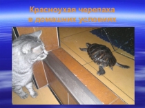 Презентация Красноухая черепаха на школьную научную конференцию 1 класс