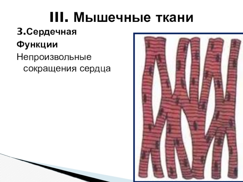 Клетка мышцы роль. Сокращение сердечной мышечной ткани. Сокращение сердца мышечная ткань. Презентация ткани человека 8 класс. Мышечная ткань рыбы.