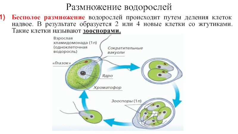 Размножение водорослейБесполое размножение водорослей происходит путем деления клеток надвое. В результате образуется 2 или 4 новые клетки