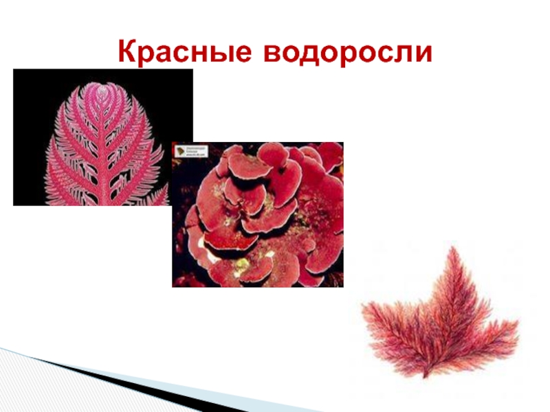 Группа красных водорослей. Многоклеточные водоросли каллитамнион. Красные водоросли 5 класс биология. Красные водоросли багрянки 5 класс. Красные водоросли 6 класс биология.