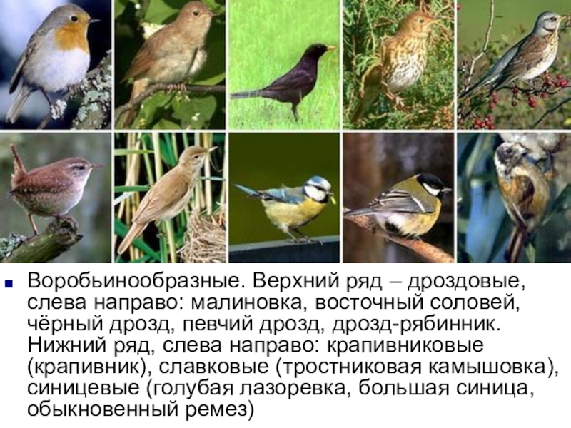 Воробьиные птицы фото с названиями