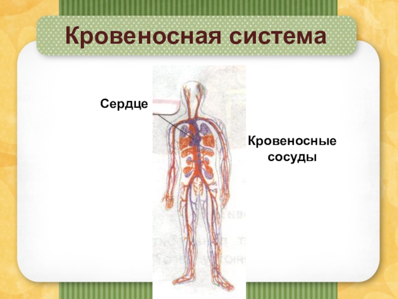 Презентация органы кровообращения 3 класс