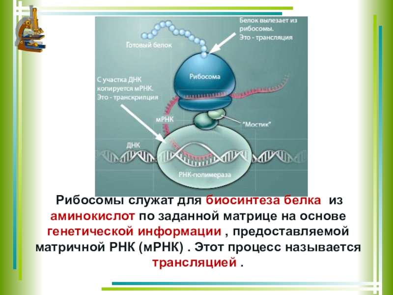 Синтез белков органелла. Функция рибосомы в синтезе белка. Роль рибосом в синтезе белка. Белки ферменты процессы в рибосомах. Биосинтез белка из л аминокислот.