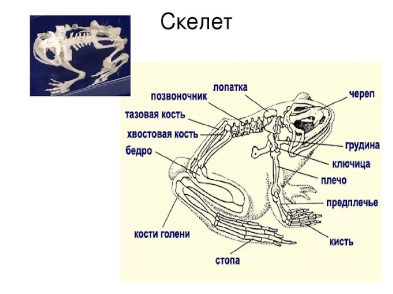 Строение человека и лягушки. Строение скелета лягушки биология. Строение Жабы скелет. Внутреннее строение лягушки кости. Строение скелета Озерной лягушки.