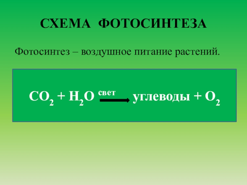 Фотосинтез 7 класс биология презентация