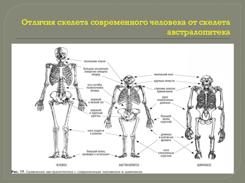 Скелет современного человека